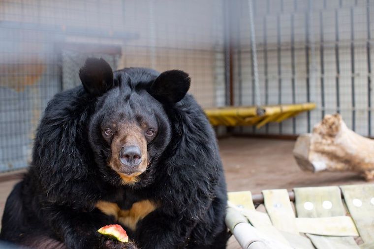Obese Bear Finally Rescued after Decades in Small Cement Cage
