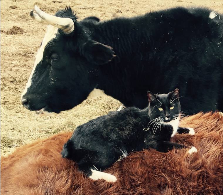 Cows and Cat