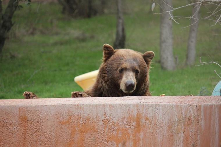 Mack the Bear