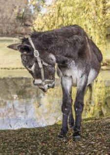 Bobby donkey