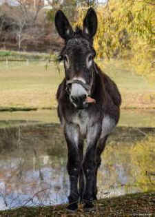 Bobby donkey