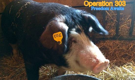 rescued pig