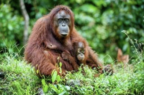 Orangutan mother child