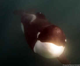 orca family calf