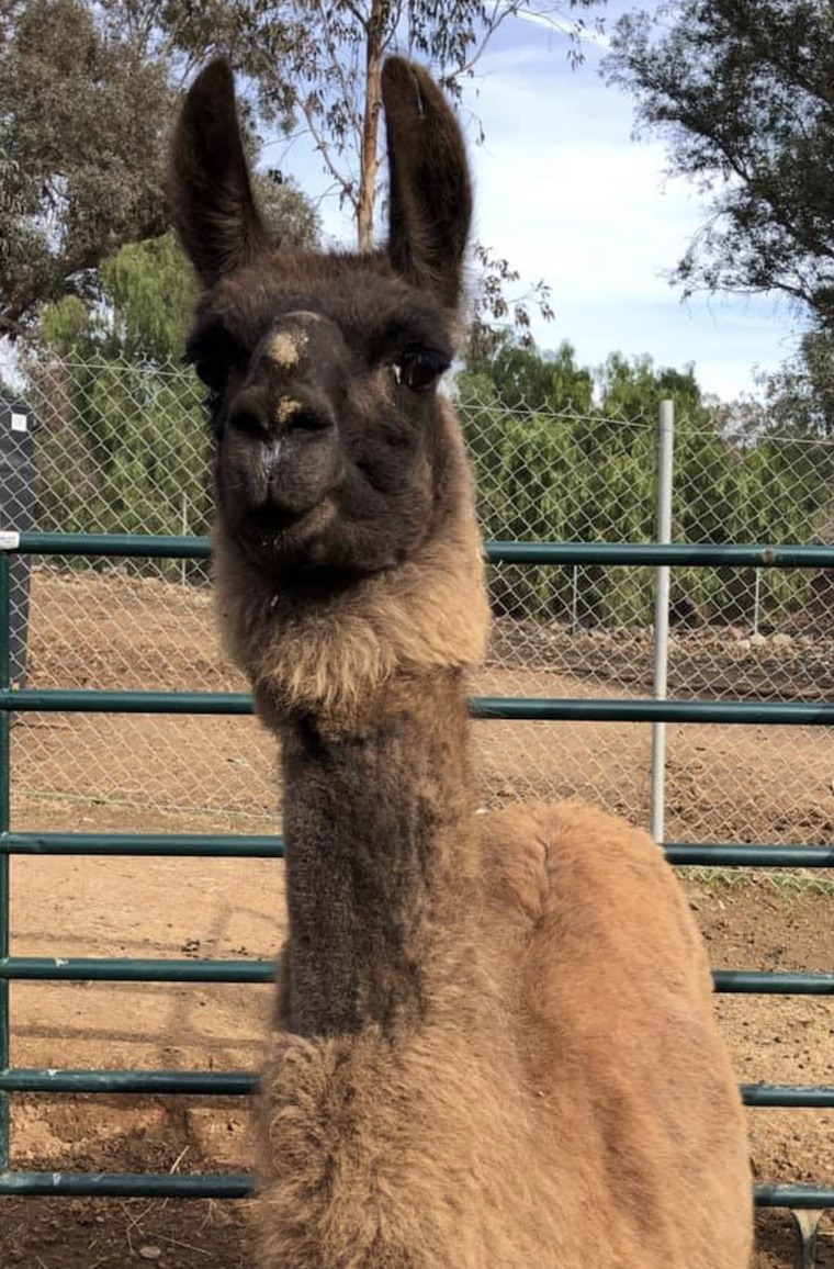 Patty Llama