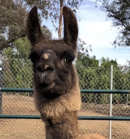 Llama Patty
