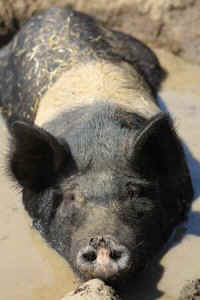 Patty pig rescue sanctuary