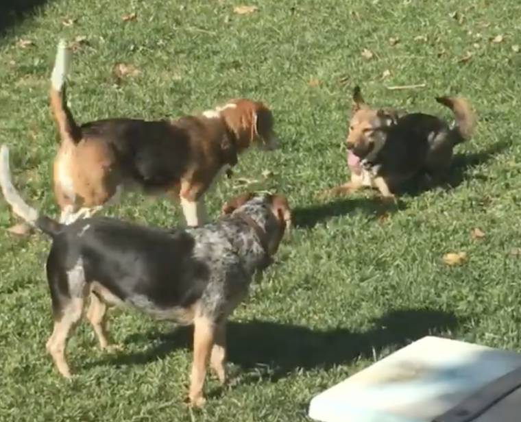 rescued dogs playing