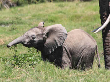 elephant wild Pat Derby