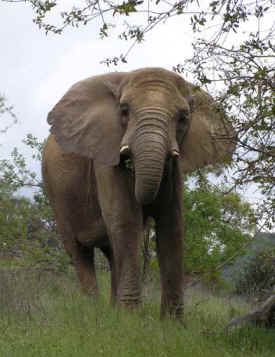 elephant wild Pat Derby