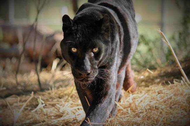 Alexander rescued leopard