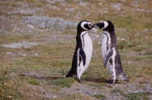 penguin albatross mate for life