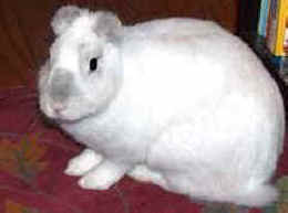 Phoenix rabbit