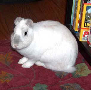 Phoenix rabbit