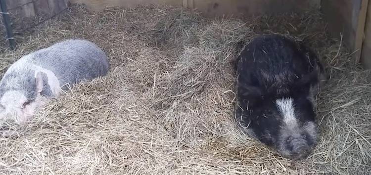 pigs Herman and Ivy