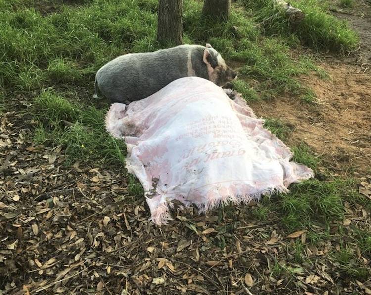 Ivy pig mourning