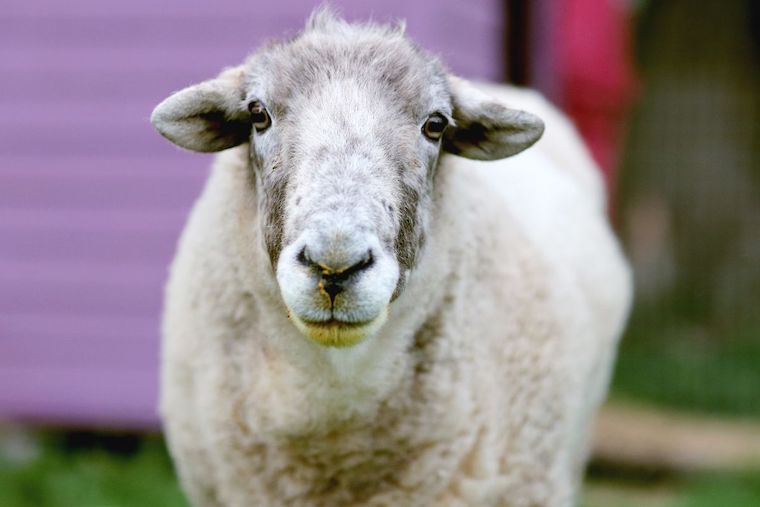 sheep Pip