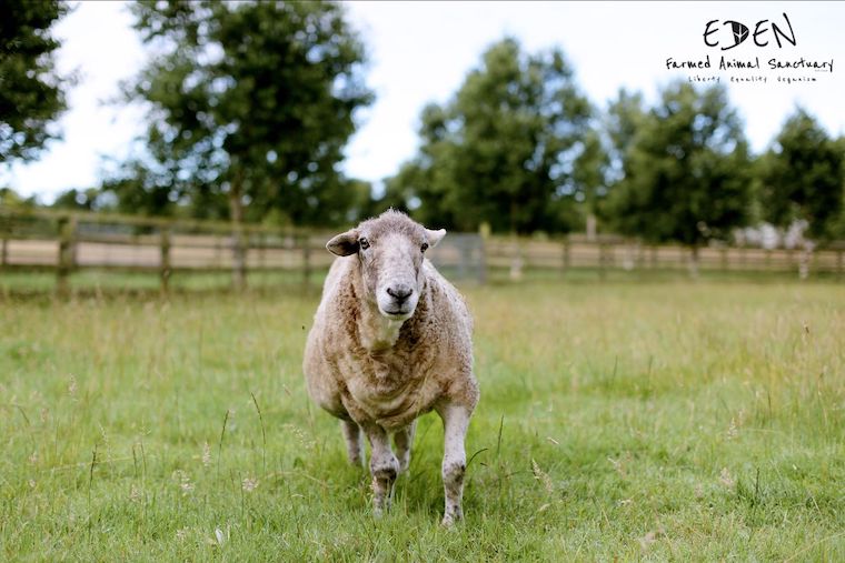 Sheep Pip