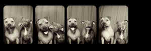 pit bull