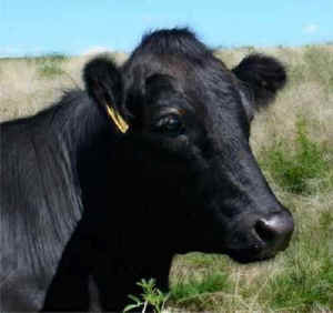 peaceful prairie cow