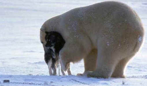 a-polar-03