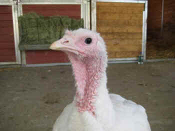 Portia turkey genetic manipulation