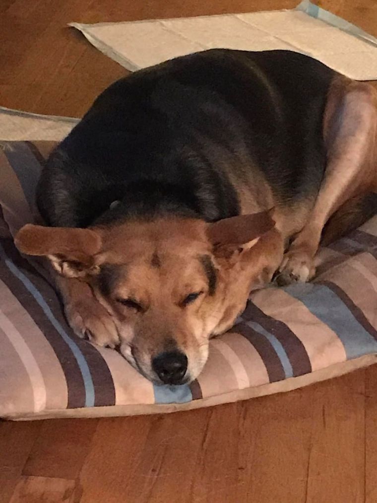 Dog Suzie
