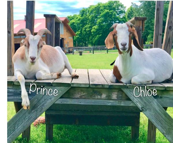 Goats Chloe and Prince