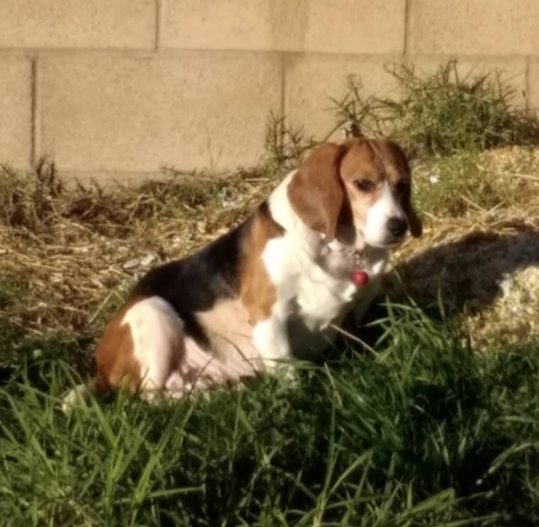 blind Beagle Pudding