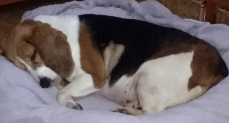 sleeping Beagle Pudding