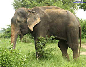 Raju elephant