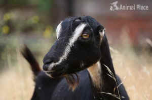 Animal Place sanctuary goat dairy Ellen
