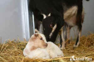 Animal Place sanctuary goat dairy Ellen