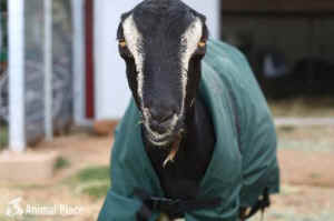 Animal Place sanctuary goat dairy Ellen