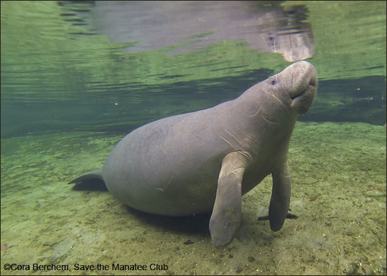 Manatee Cassie