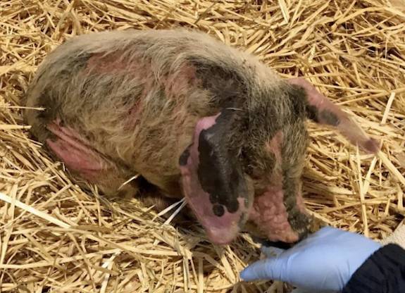 Hurley piglet