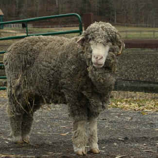 Lumpy remembering merino sheep
