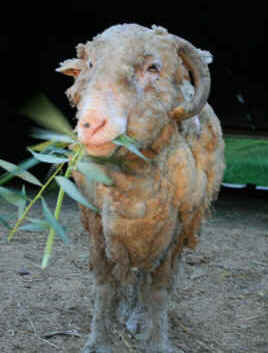 Lumpy remembering merino sheep