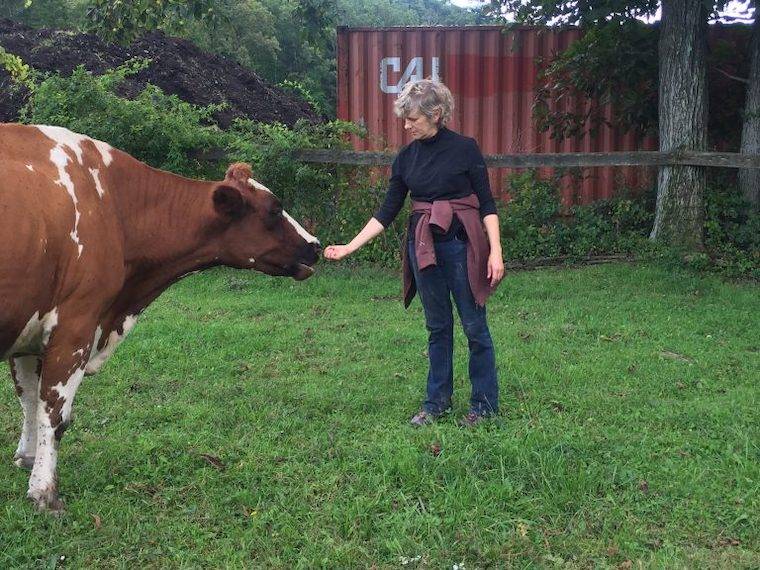 Cow Sadie
