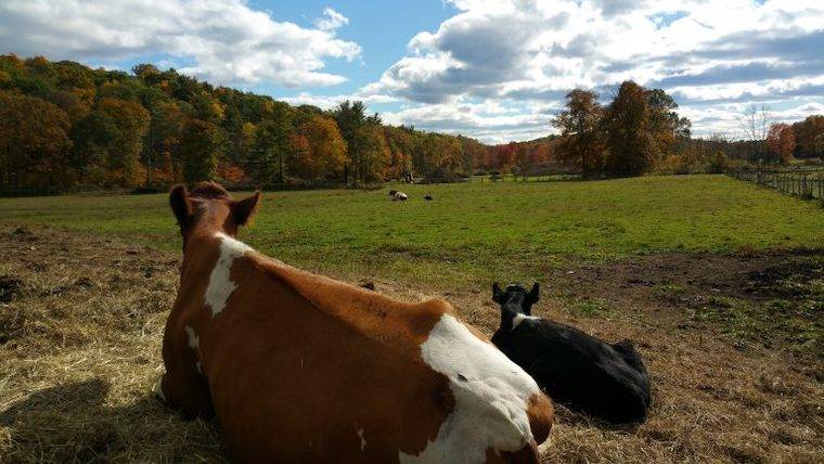 Cow Sadie and Friend