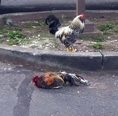 Rooster Kukkuta