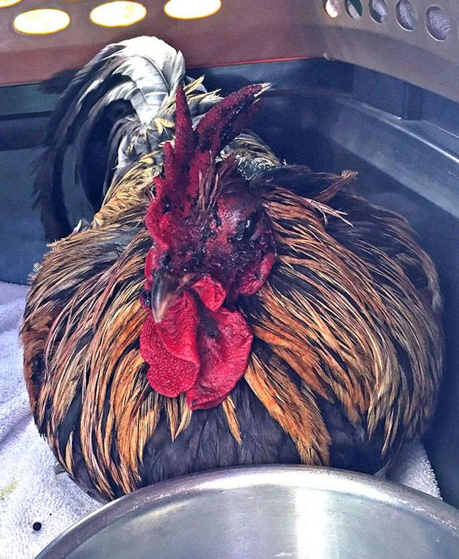 Rooster Kukkuta