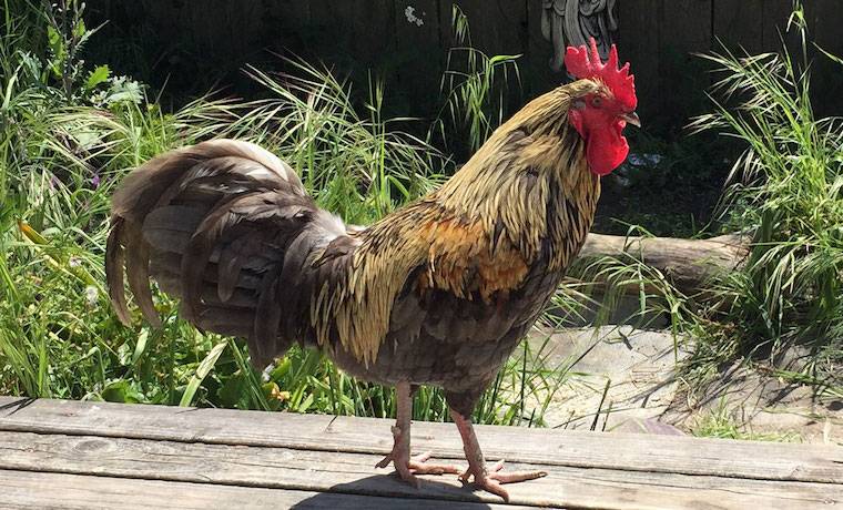 Rooster Kukkuta