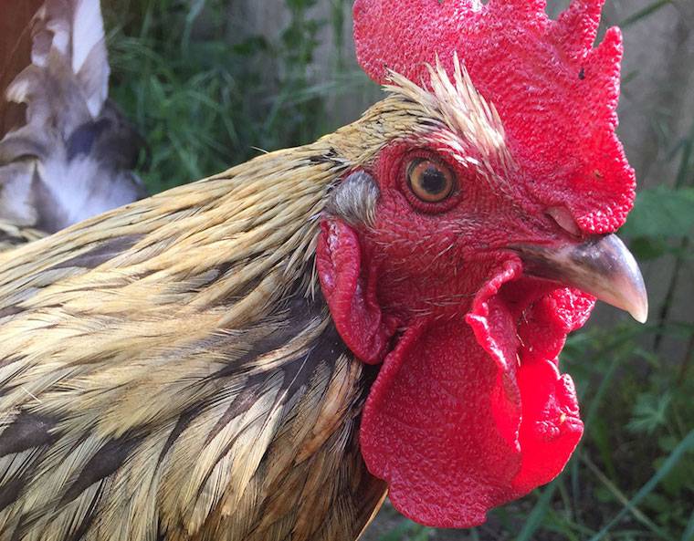 Rooster Kukkuta