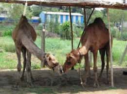 rescued camels