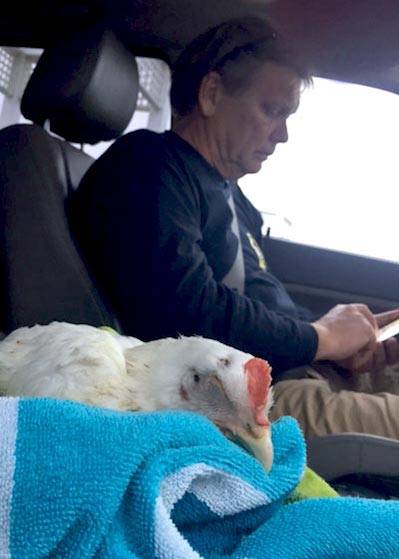 reva rescued chicken
