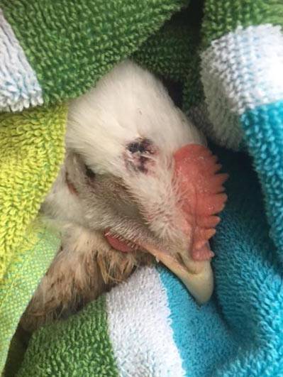 reva rescued chicken