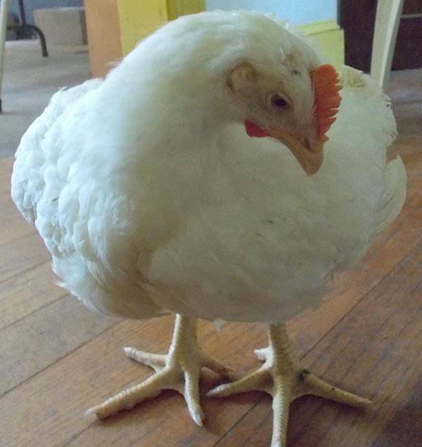 reva rscued chicken
