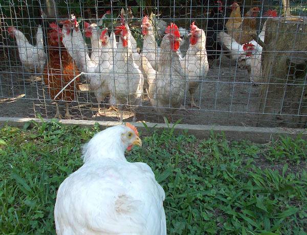 reva rescued chicken