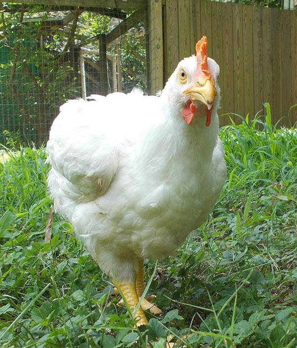 reva rescued chickn